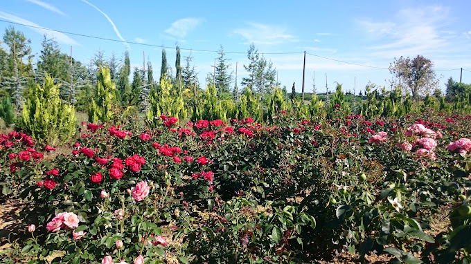 entretien de parcs et jardins